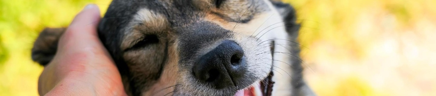 A brown and black dog smiles while being pet.